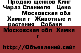 Продаю щенков Кинг Чарлз Спаниеля › Цена ­ 30 000 - Московская обл., Химки г. Животные и растения » Собаки   . Московская обл.,Химки г.